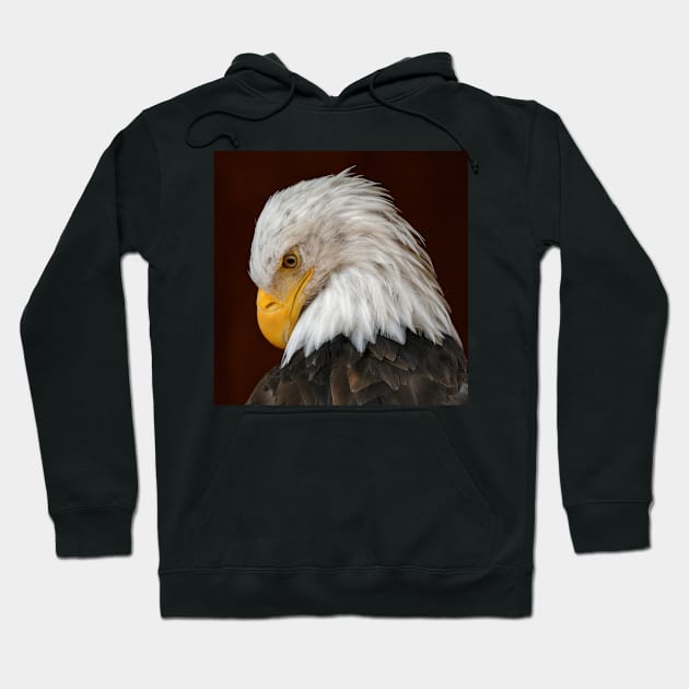 Bald Eagle Hoodie by SHWILDLIFE